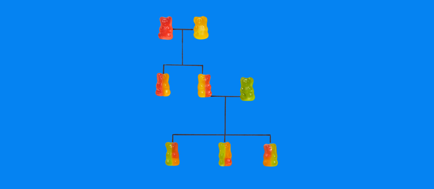 Gummy bears arranged in the shape of a family tree line.